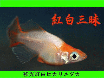 めだかテーマ 紅白三昧(強光紅白ヒカリメダカ、紅頭透明鱗メダカ)