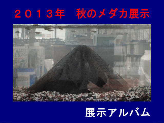 メダカ展示　展示アルバム　と　おおさと開発品種展示販売（強光紅白ヒカリメダカ、楊貴妃透明鱗ブチ×琥珀ダルマメダカ、ワインブルー透明鱗メダカ、背強光（幹之）ブラックメダカ）