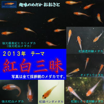 ̂߂@Ɓ@QOPRNe[}@gO@ig_J̐XЉ܂Bj