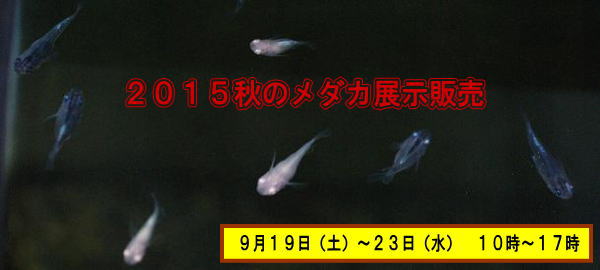 ̂߂@Ɓ@QOPTH̃_JW̔@XPXiyj`QRijPO`PV