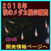 QOPWH̃_JW̔@bBgE񓧖؎OFȂǂ̏HF_ĴɓW̔܂B