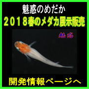 2018t̃_JW̔@̂߂@