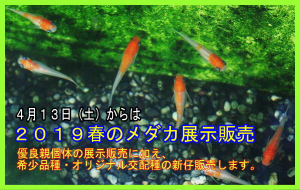 QOPXt̃_JW̔̂ēłBSPRiyjJÂłB