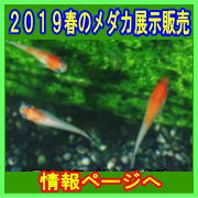 QOPXt̃_JW̔@̂߂@Ɓ@IWi_J󏭃_J̓W̔