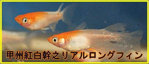 ̂߂@Ɓ@IWi@bBgVAOtB_J@g~L@RLF