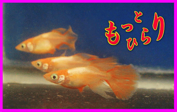 ̂߂@Ɓ@ƂƂQiɁAq_ĴɂĂ܂Bj