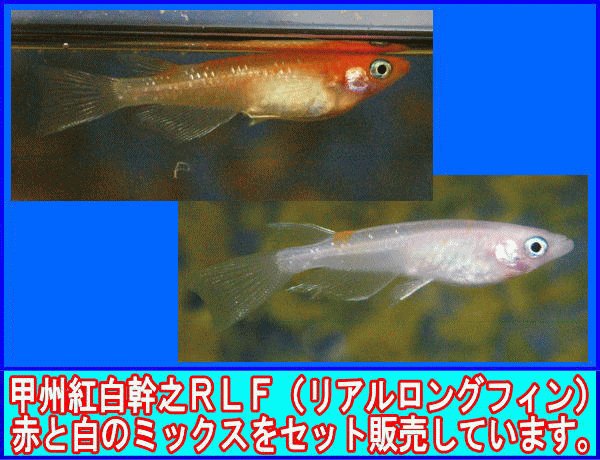 �G���L��RLF�i���A�������O�t�B���j�����A�T�C��~��P�Z�b�g�i�R�`�U�C�j��~�̃��_�J�Z�[�����^�S�F�~�b�N�X���_�J�P�O�C�Z�b�g�i�ӂ邳�Ɣ[�ŕԗ�i�Ɠ����j�̔����Ă��܂�