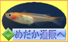 ̂߂@Ɓî݂߂@Ɓj@߂ʔ