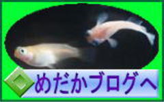 ߂uO@i߂̏ЉA_JA߂JA̔ȂǂڂĂ܂j