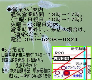 ̂߂@Ɓ@cƂ̂ēA_JVbvݒniR嗢PVSX|PVj